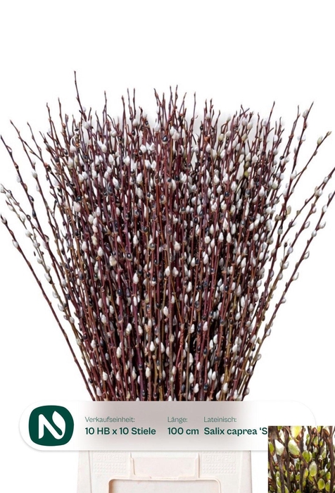 <h4>SALIX WILGENKATJES</h4>