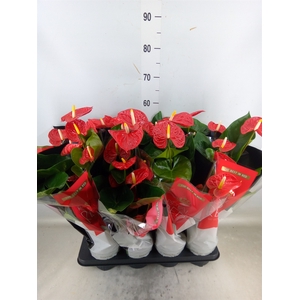 Anthurium andr. 'Madural'