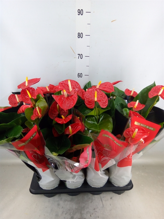 <h4>Anthurium andr. 'Madural'</h4>