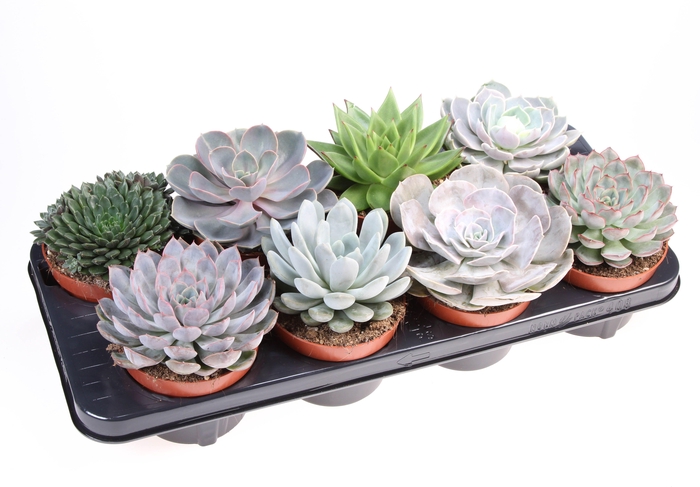 <h4>Echeveria mix</h4>