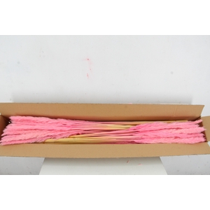 DF Pampas Silvy Bs 10pc Pink