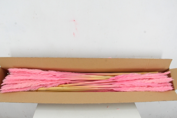 <h4>DF Pampas Silvy Bs 10pc Pink</h4>