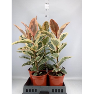 Ficus elastica 'Tineke'