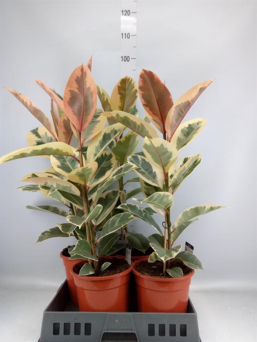 <h4>Ficus elastica 'Tineke'</h4>