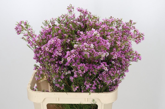 <h4>Chamelaucium Kerryn</h4>