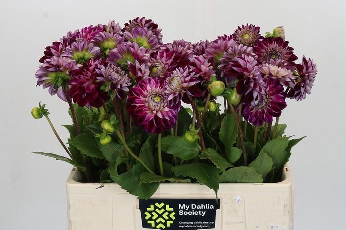 <h4>Dahlia Embassy</h4>