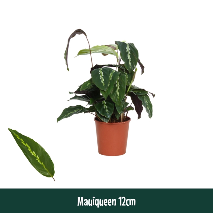 <h4>Calathea 12cm Mauiqueen - Living</h4>