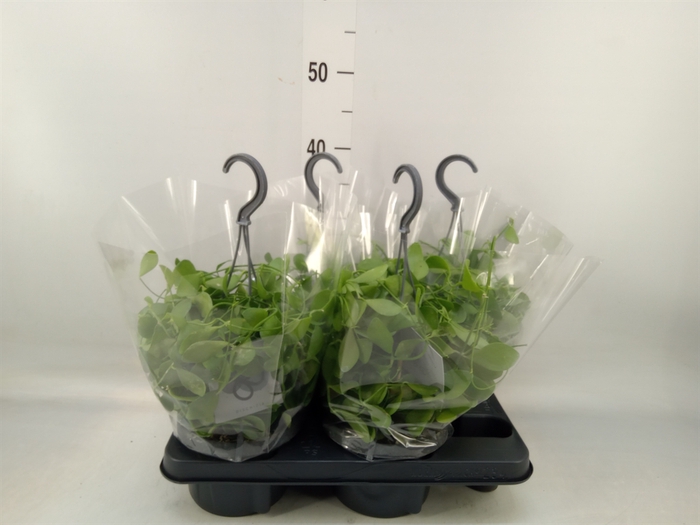 <h4>Dischidia oinantha</h4>