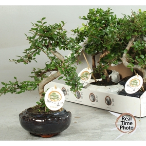 BONSAI GEM