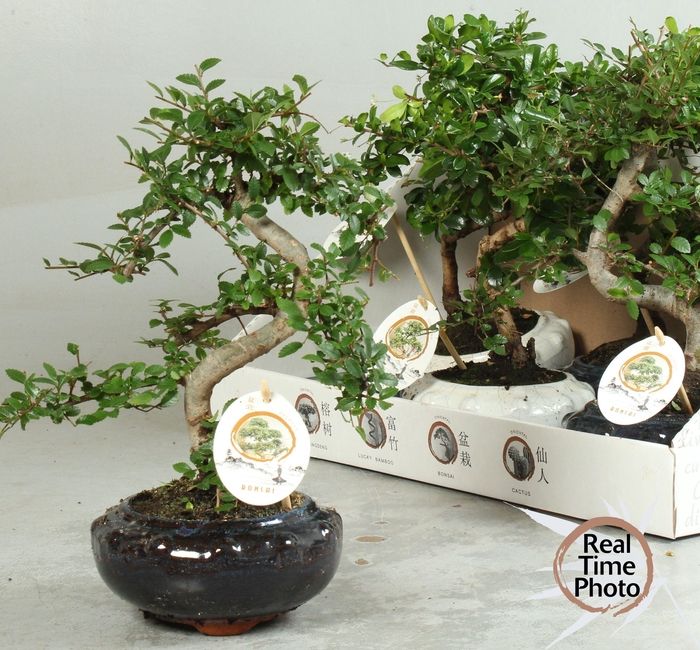 <h4>BONSAI GEM</h4>