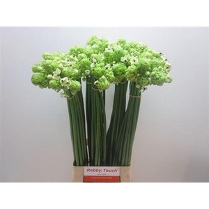 Ornithogalum Saundersiae White