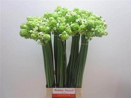 <h4>Ornithogalum Saundersiae White</h4>