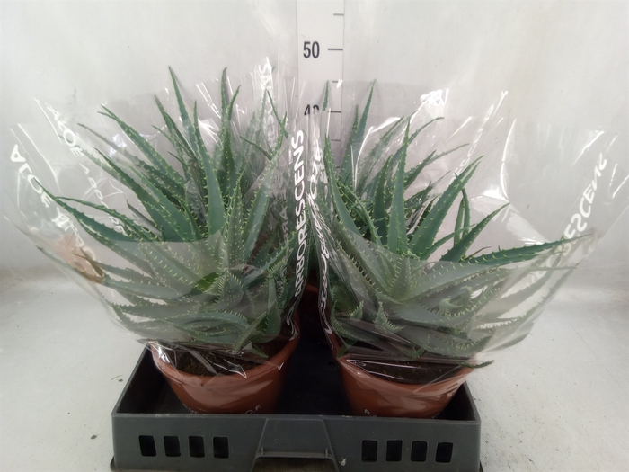 <h4>Aloe arborescens</h4>