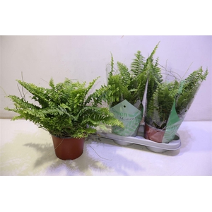 arr8 Nephr Ex Green Momen