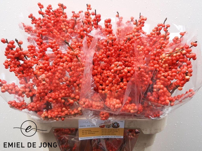 <h4>Ilex oudijk's orange</h4>