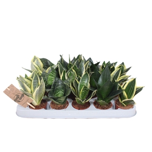 Sansevieria Hahnii Mix