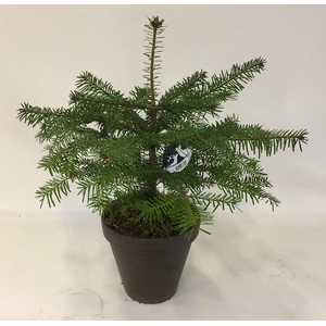 ABIES NORDMANNIANA P18 STENEN POT EN MOS