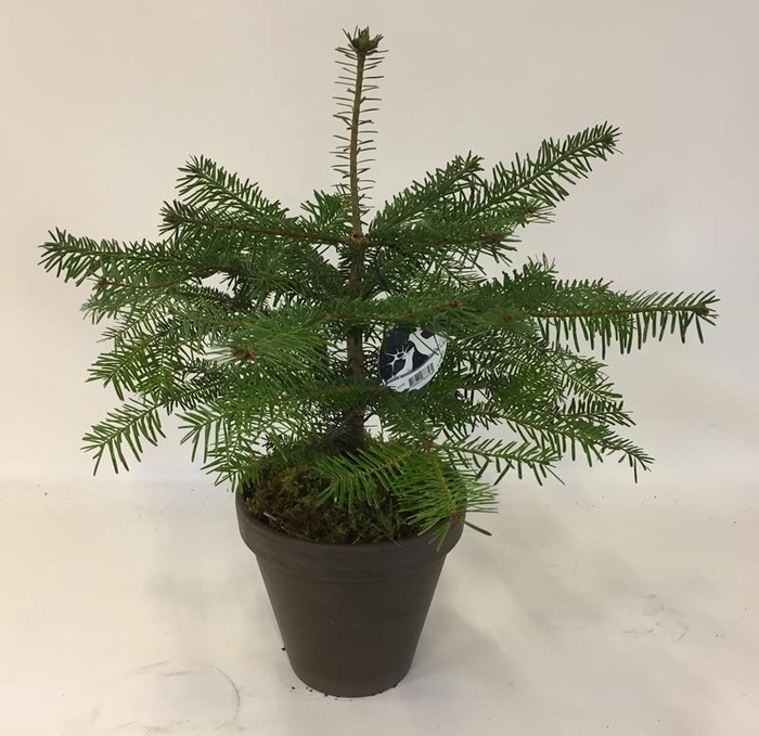 <h4>ABIES NORDMANNIANA P18 STENEN POT EN MOS</h4>