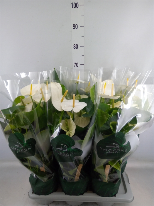 <h4>Anthurium andr. 'Samora'</h4>