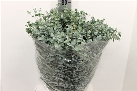 <h4>EUCA GUNNI 300GR</h4>