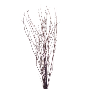 Birch 60cm Natural