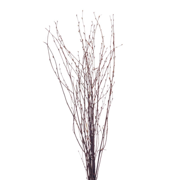 <h4>Birch 60cm Natural</h4>