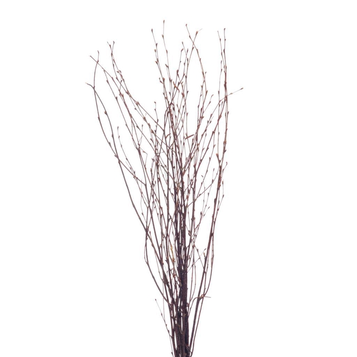 <h4>Birch 60cm Natural</h4>