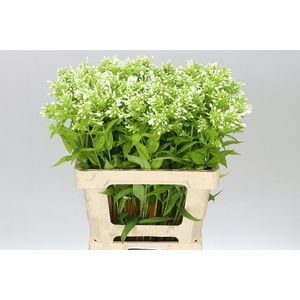 Phlox P David