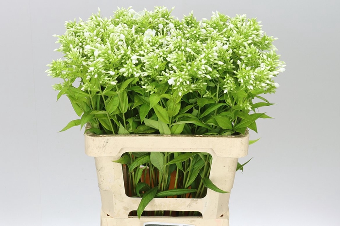 <h4>Phlox P David</h4>