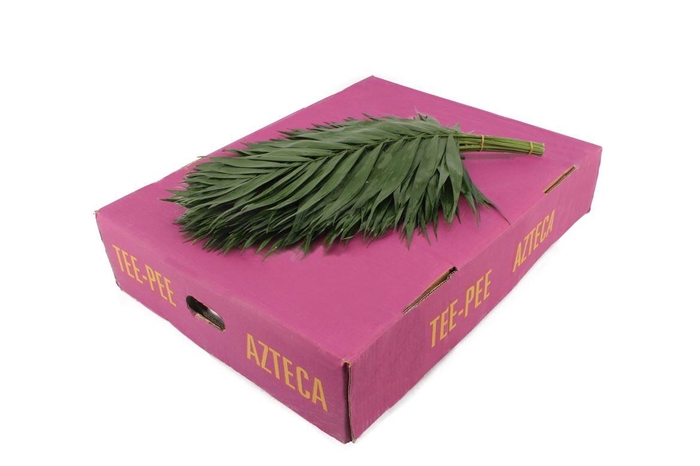 <h4>Chico Tee Pee Paars</h4>