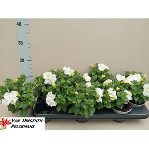 PET SURF DOUBLE WHIT