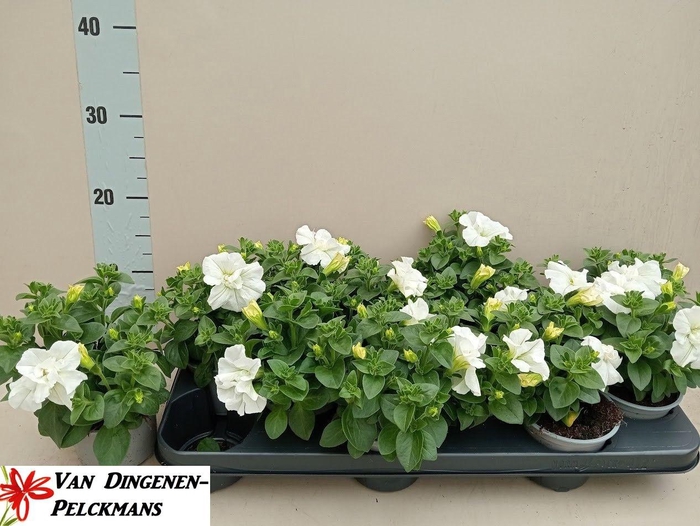 <h4>PET SURF DOUBLE WHIT</h4>