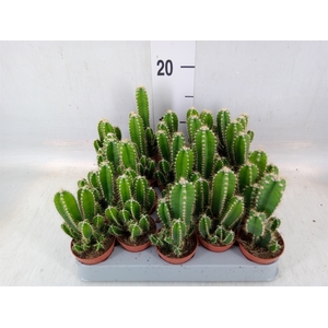 Cereus per. 'Florida'