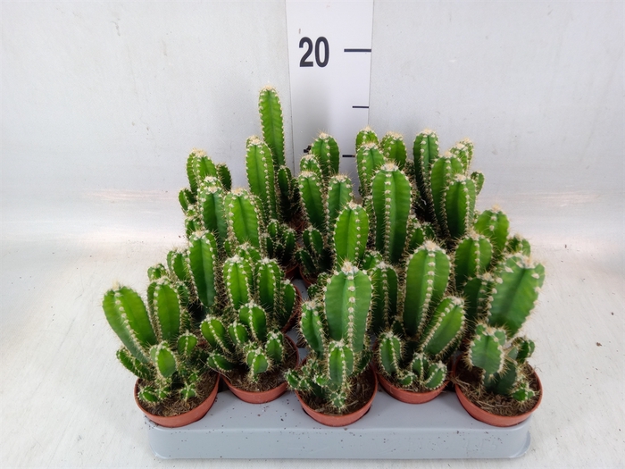 <h4>Cereus per. 'Florida'</h4>