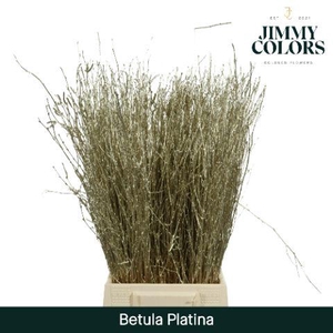 Betula L60 Mtlc. Platina