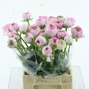 Ran Am Marshmallow N L