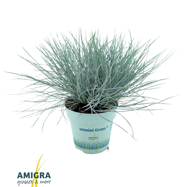 <h4>Festuca glauca CompactA Blue®</h4>