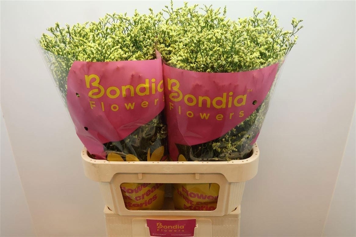 <h4>LIM SIN CHINA SUMMER</h4>