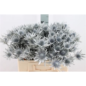 Eryngium Klb White X40