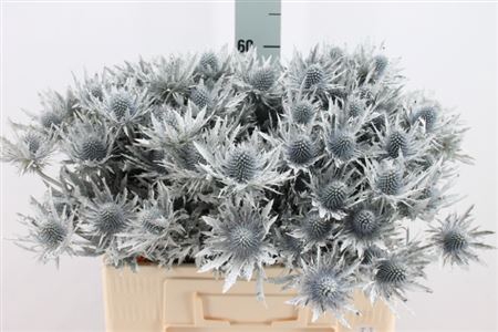 <h4>Eryngium Klb White X40</h4>