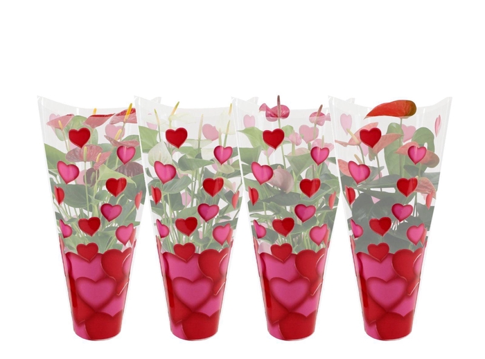 <h4>Anthurium 14 cm 4 color mix in heart sleeve Lilly</h4>