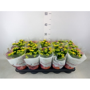Kalanchoe blos. 'RosDon Amaril'