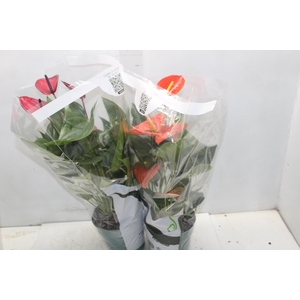 ANTHURIUM VARIADO P17