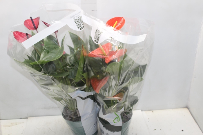 <h4>ANTHURIUM VARIADO P17</h4>