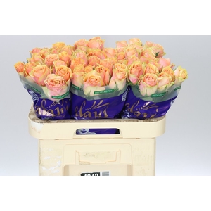 Rosa Gr Dividend