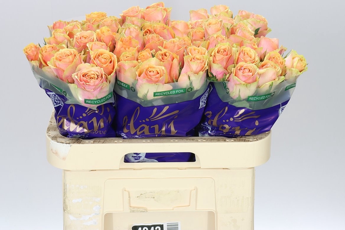<h4>Rosa Gr Dividend</h4>