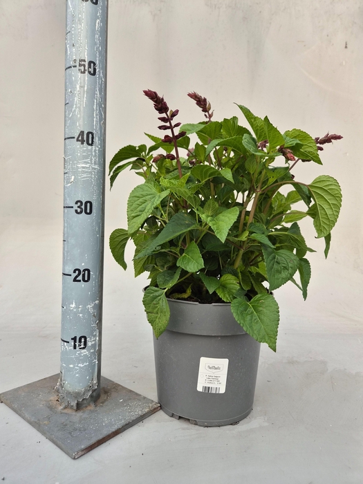 <h4>SALVIA  LAKE FLAMING</h4>