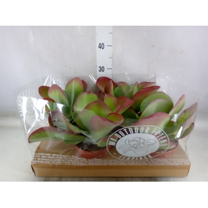 Kalanchoe NF thyrsiflora