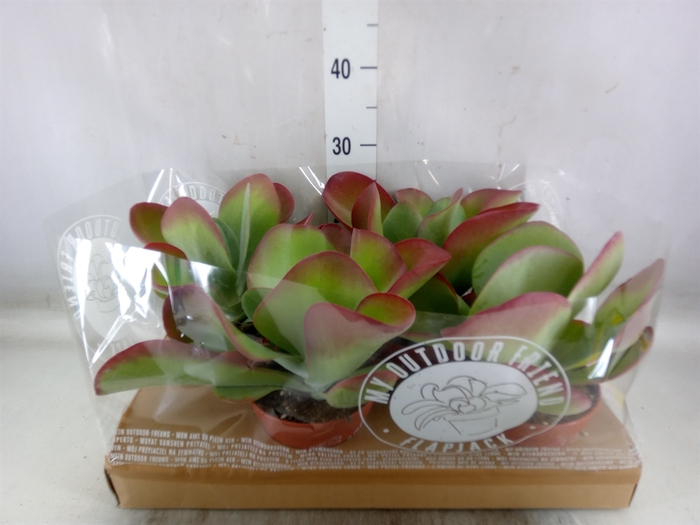 <h4>Kalanchoe NF thyrsiflora</h4>