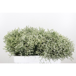 Lim Sin Clear Diamon